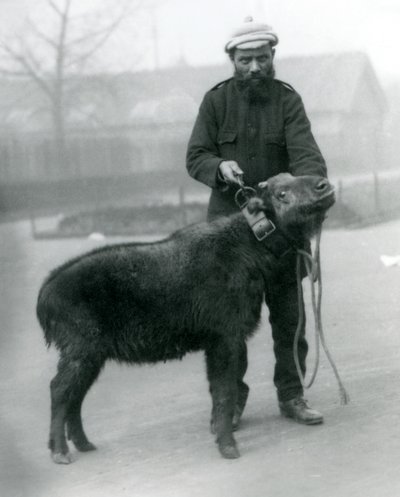 A female takin, also known as cattle chamois or gnu goat with handler, London Zoo by Frederick William Bond